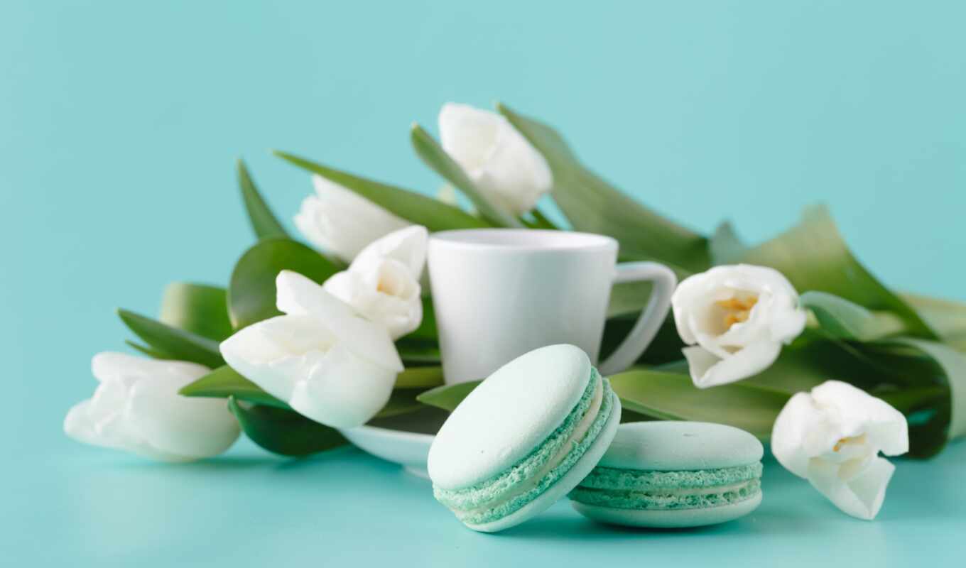 white, morning, cup, romantic, tulip