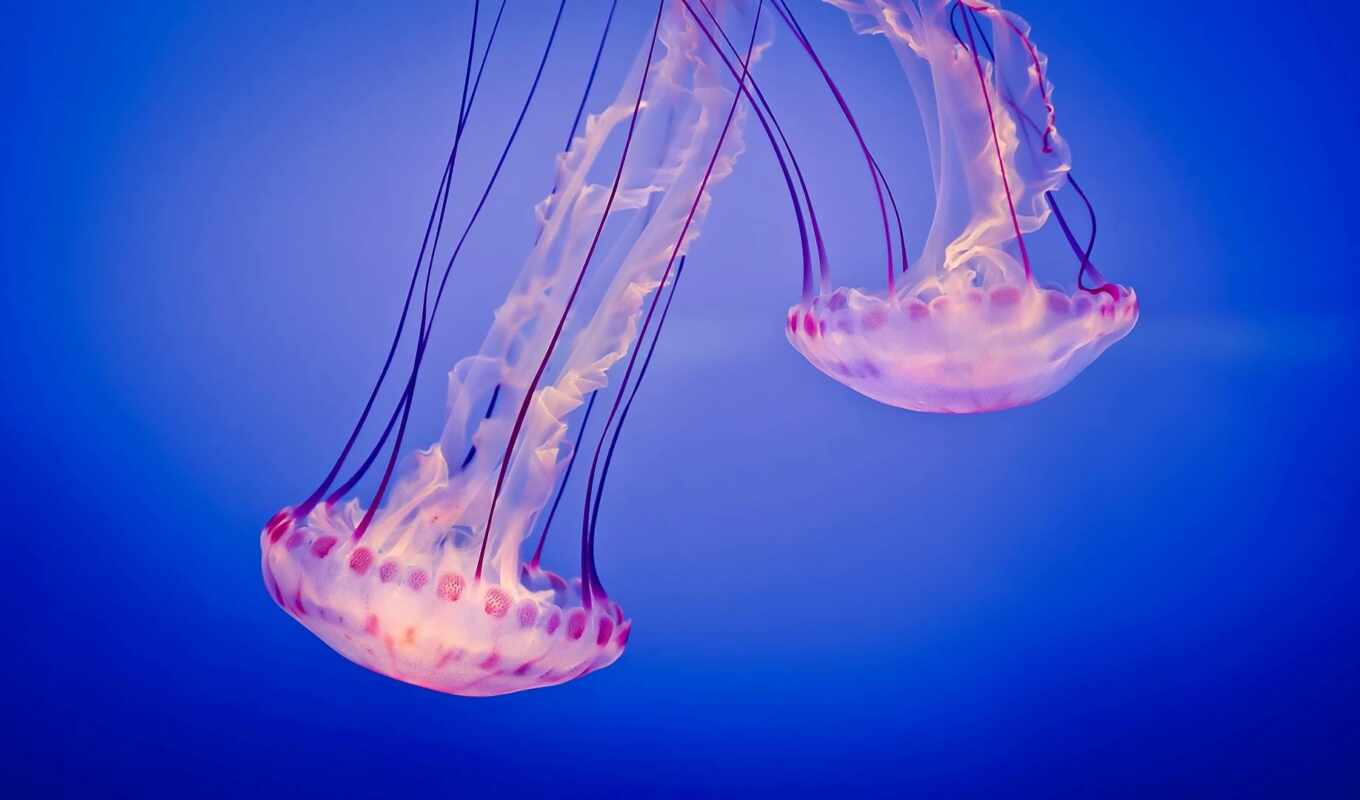 море, animal, jellyfish, underwater