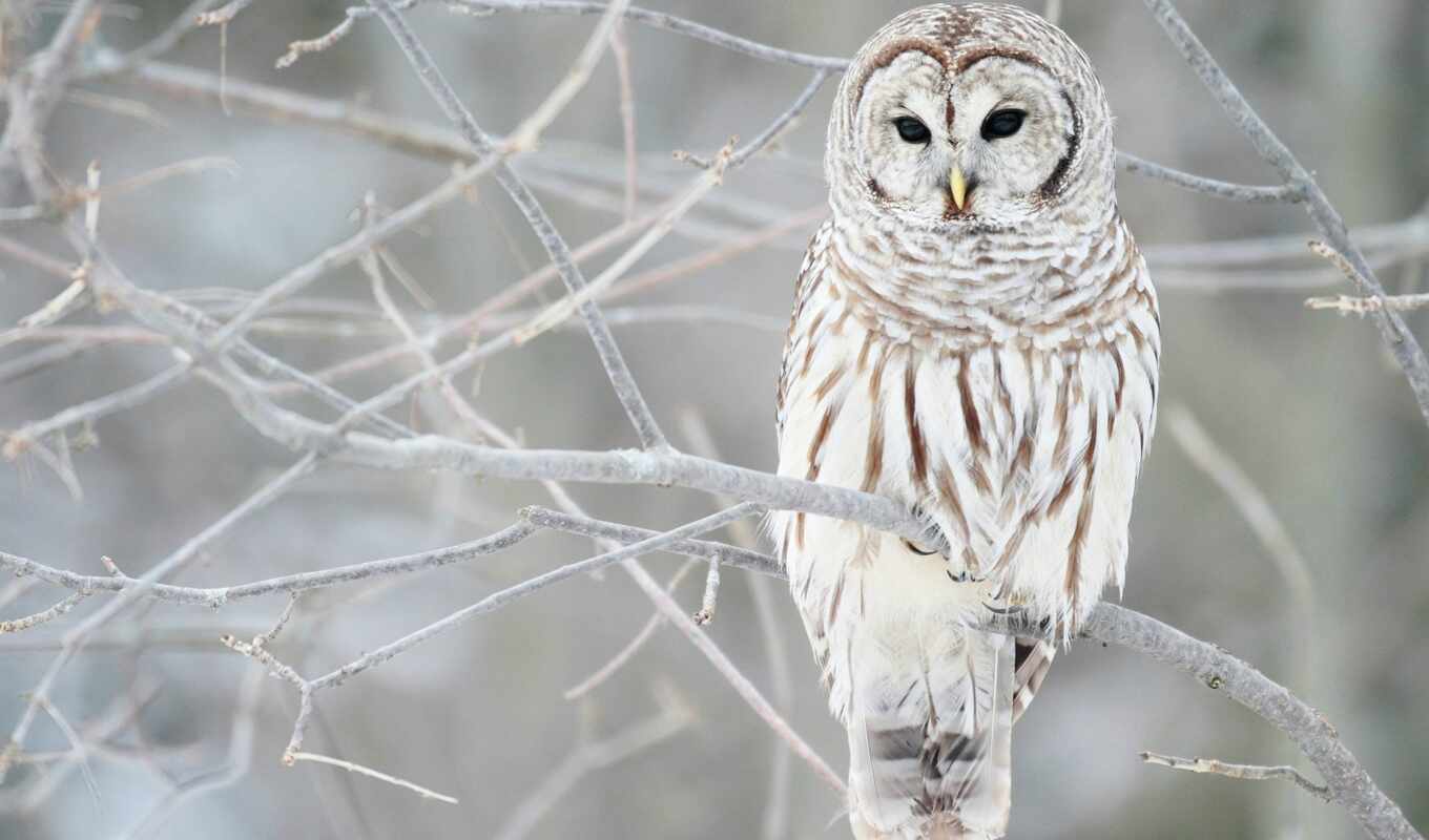 white, owl, bird, animal, life