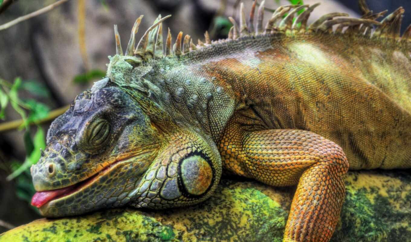 iguana, reptile, iguanas