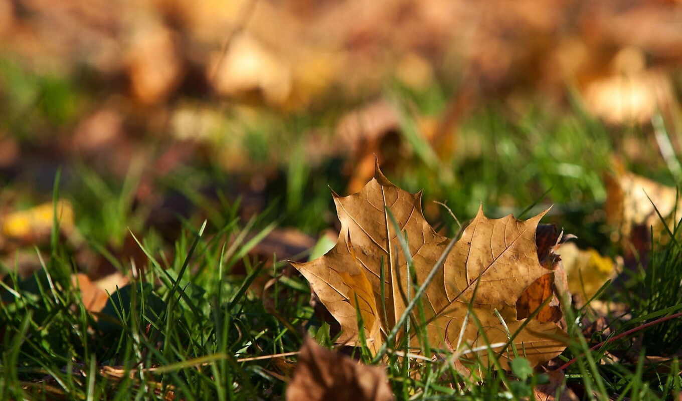 лист, трава, осень, листва, maple, fallen, dry, кленовые