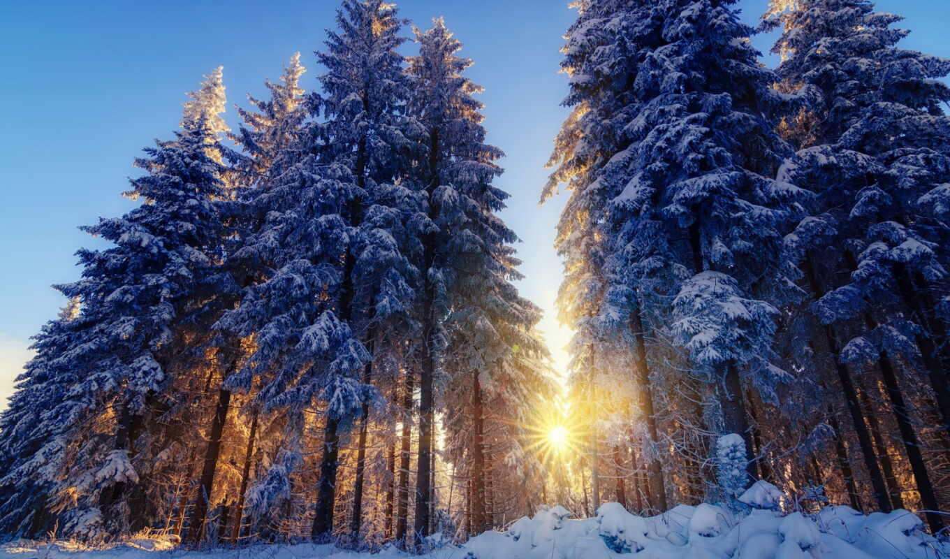 природа, sun, свет, снег, winter, лес, trees, rays