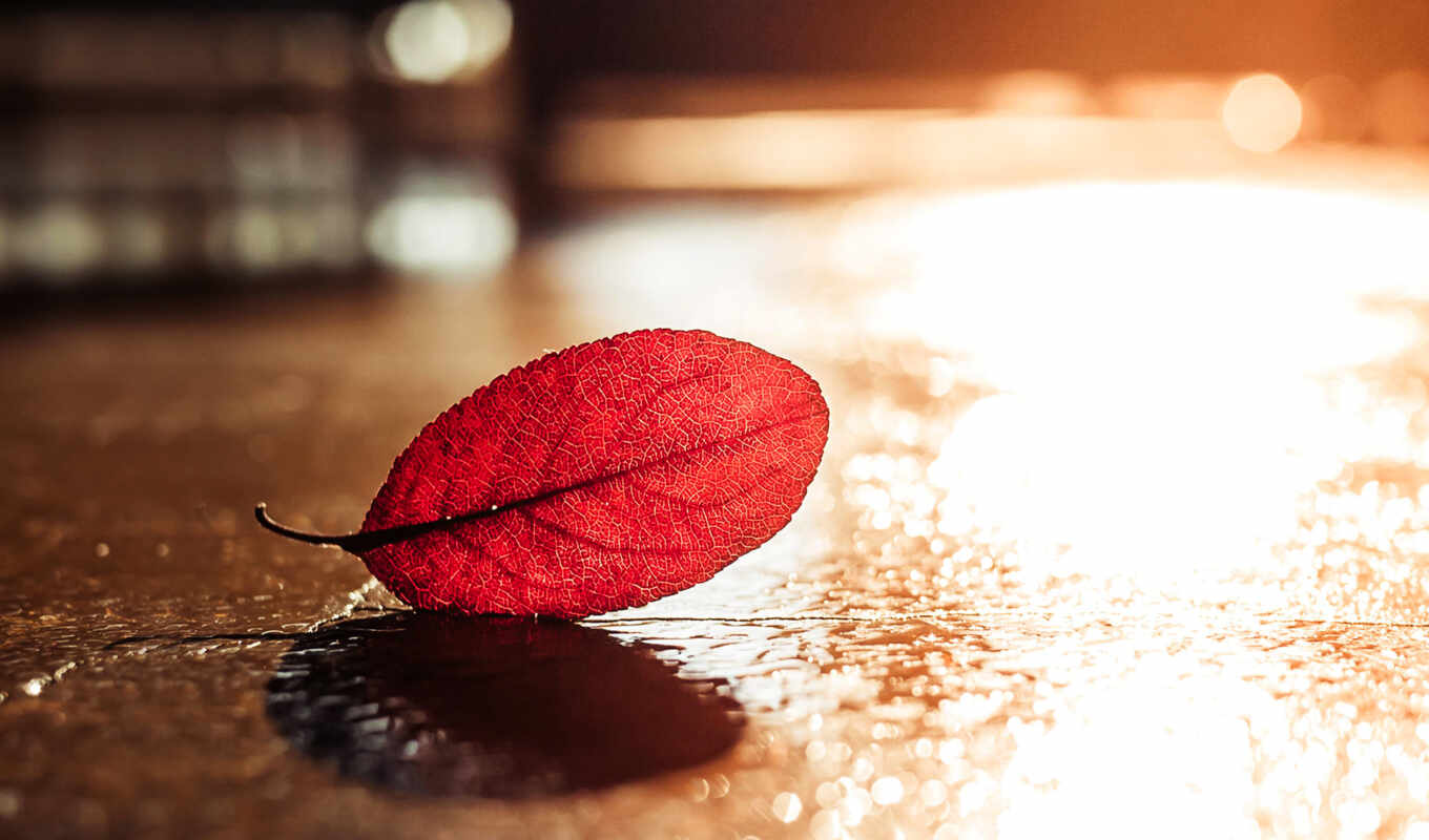 you, background, autumn, leaf