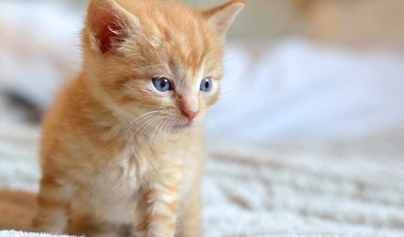 глаз, кот, cute, animal, baby, kitty, mignon, чат, bleus, yeu, animau