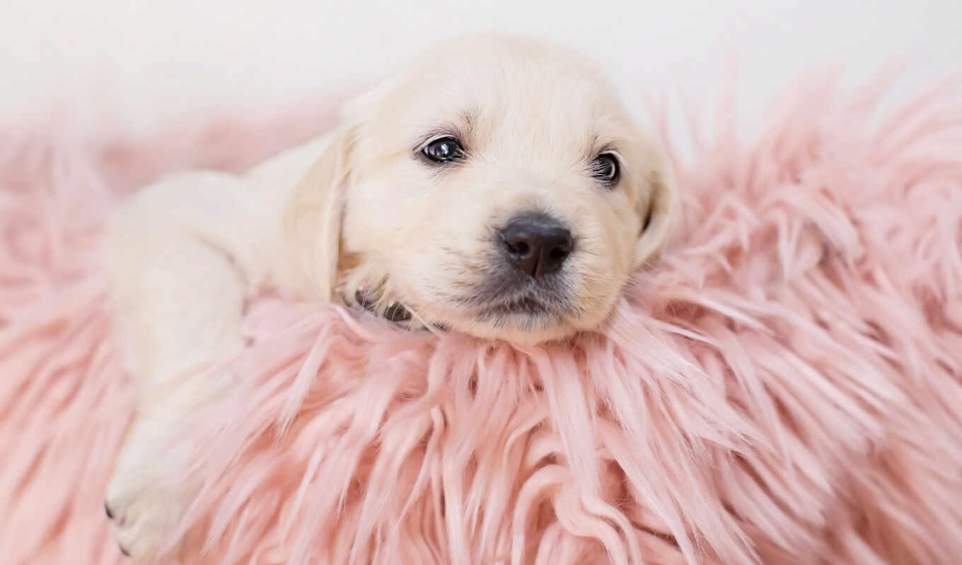 golden, puppy, pink, Labrador, nose, retriever