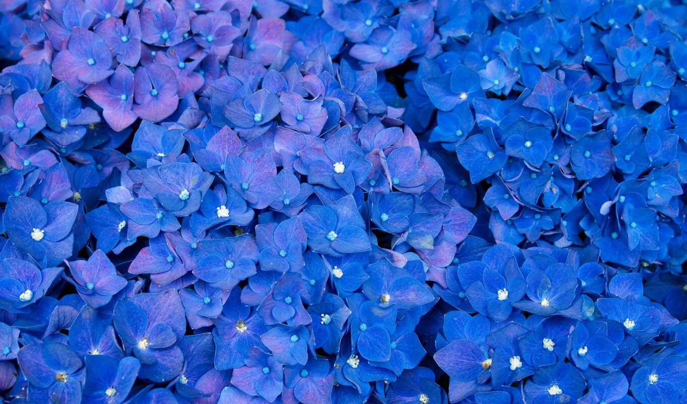 flowers, blue, hydrangea
