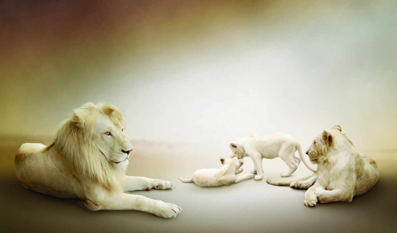 white, белые, страница, lion, золотистый, львы, семья, львица, львята