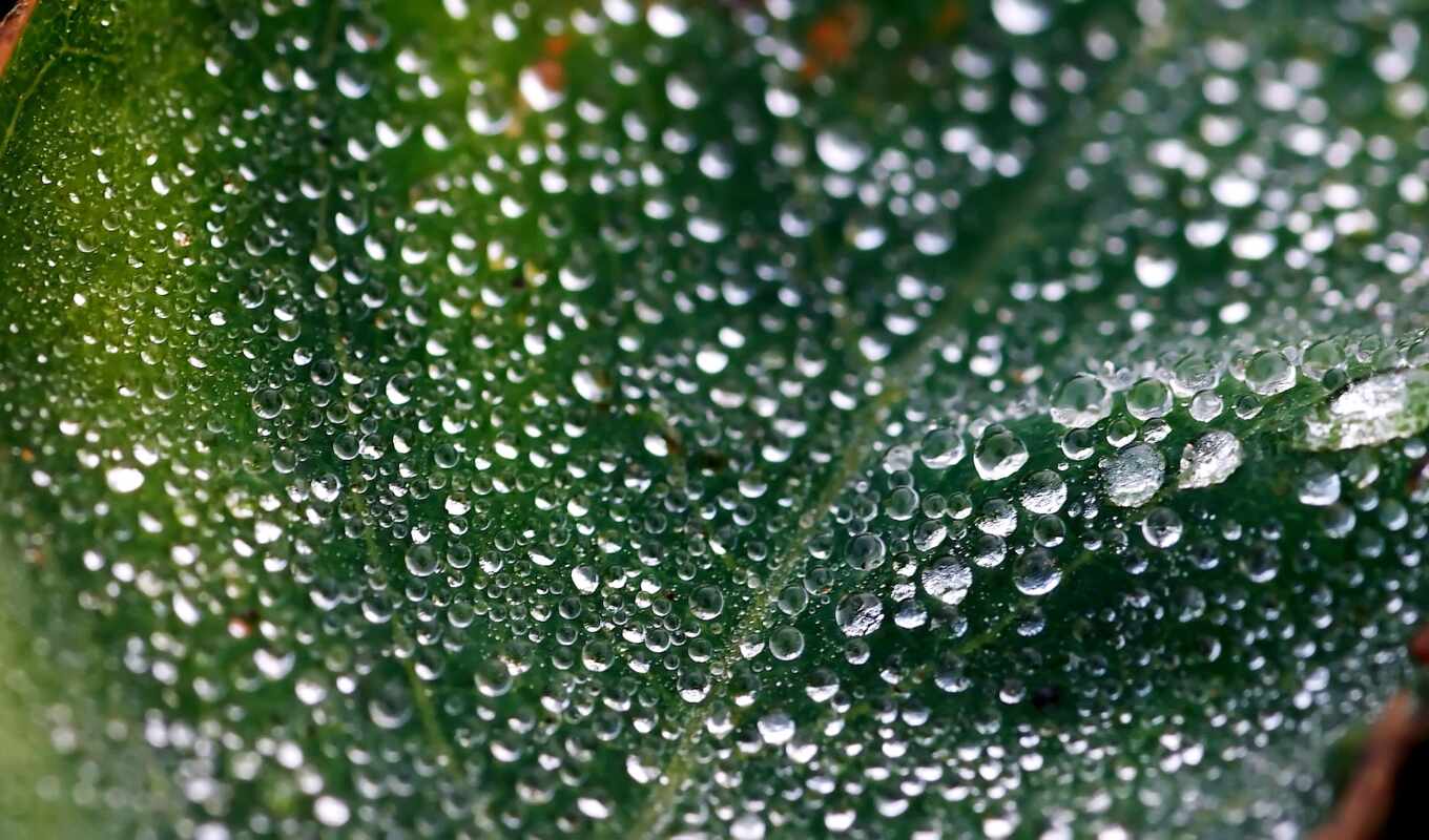 sheet, full, drops, smooth surface, dew