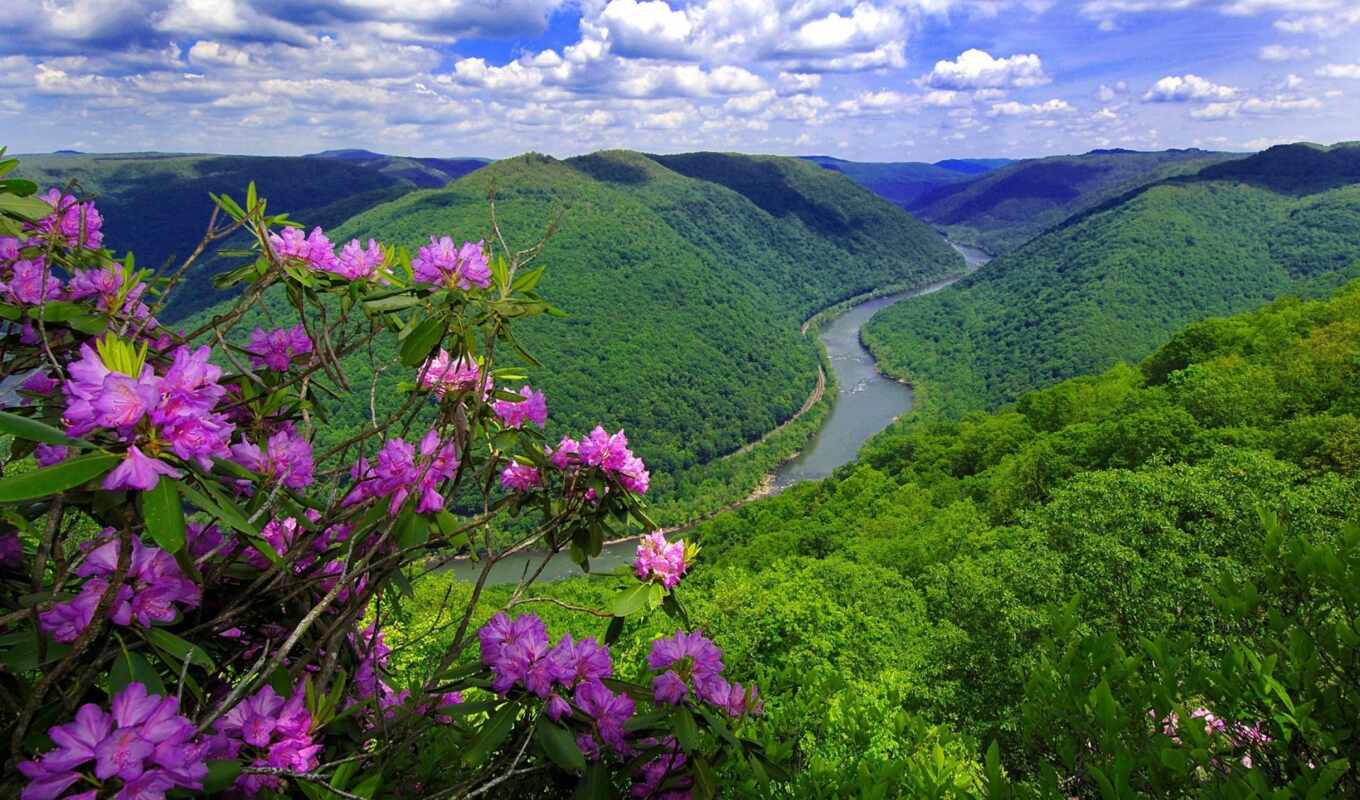nature, flowers, forest, river, mountains