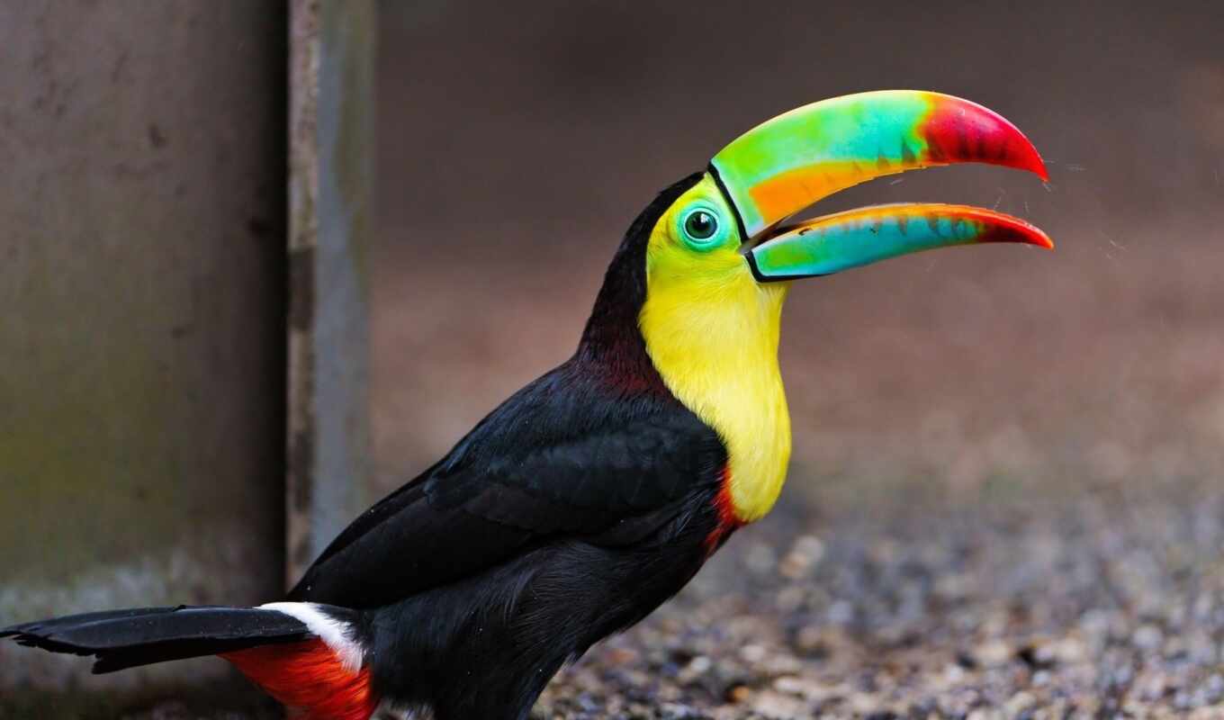 bird, big, toucan, beautiful, beak, cranberry, birds, tucans
