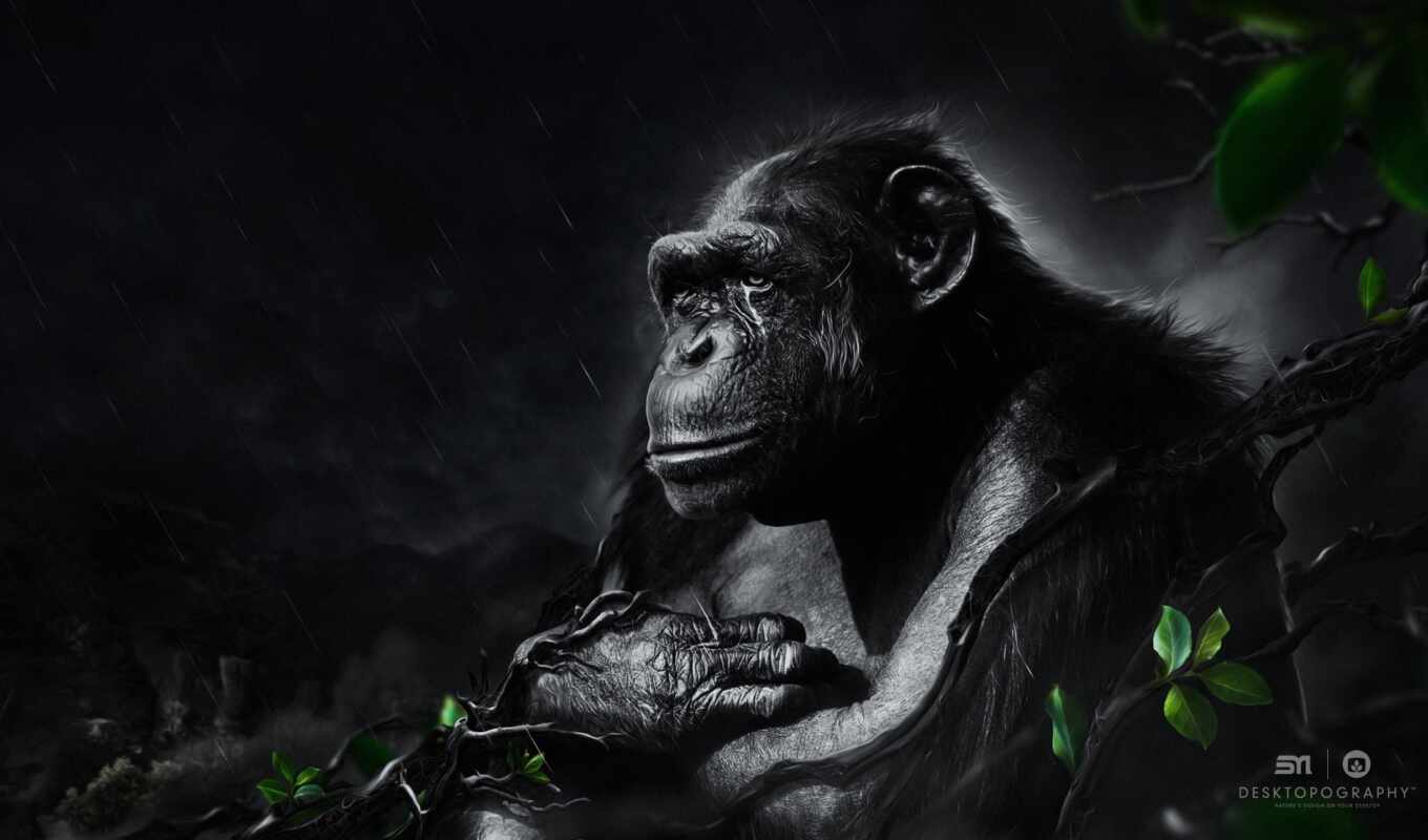 черная, под, обезьяны, обезьяна, горилла, дождем, zhivotnye, шимпанзе, ночным