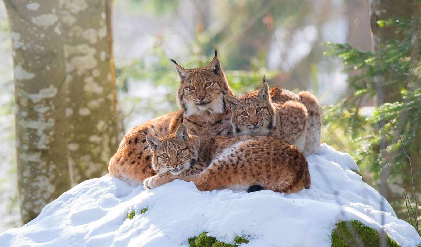view, large format, cat, pose, place, lynx, rats, mom, trio, comfort, accommodation