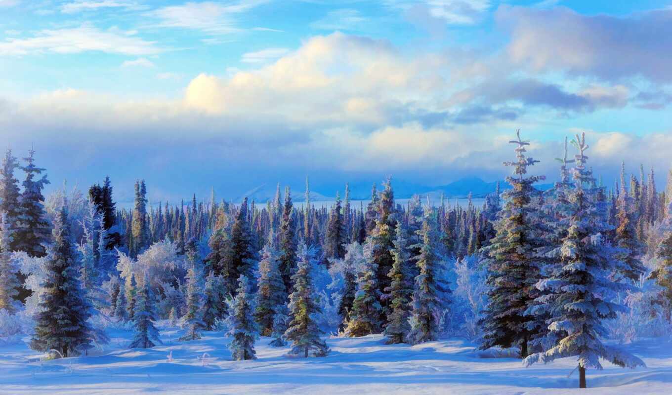 природа, снег, winter, landscape, живопись, trees, аляска