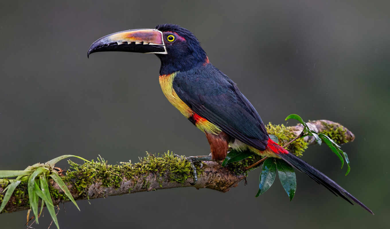 bird, branch, toucan, collar, aracarus, pteroglossus, torquatus