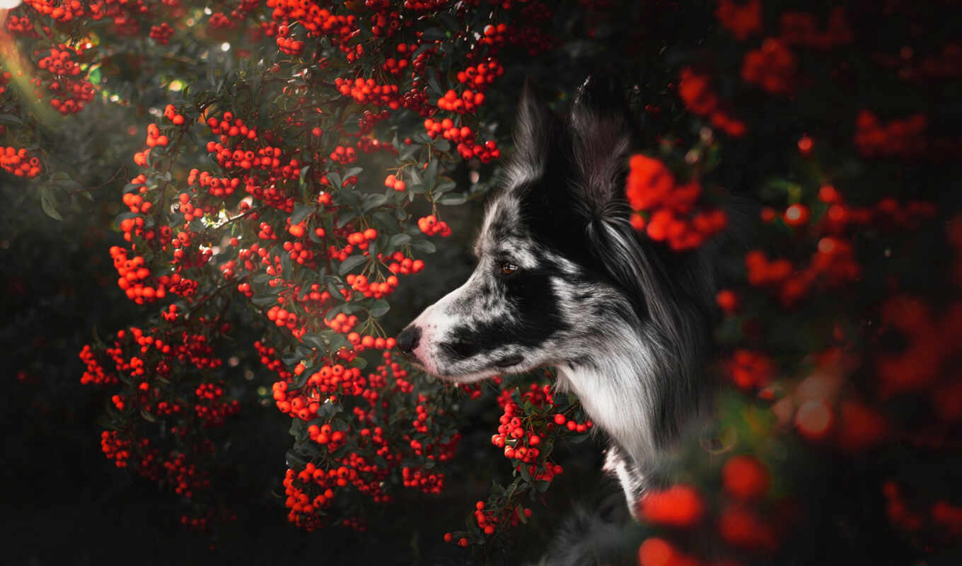 фотограф, red, глаза, собака, смотреть, border, ягода, колли