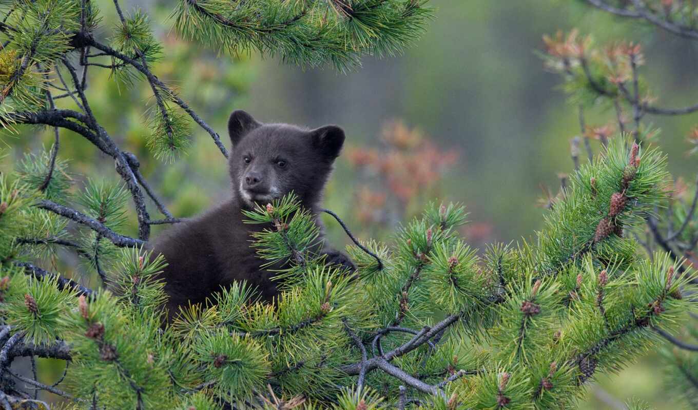 black, дерево, медведь, детёныш