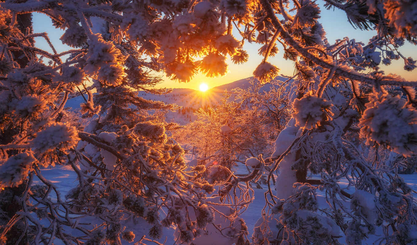 картинка, sun, дерево, иней, снег, winter, найти, тыс, финляндия