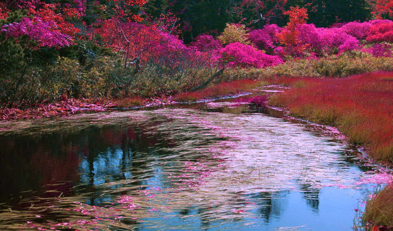 озеро, природа, цветы, весна, multicolor, peakpxpage