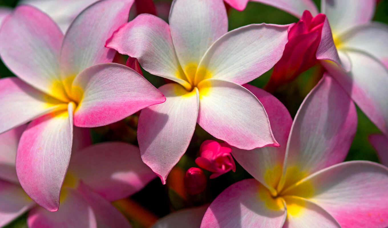 nature, flowers, pink, hawaiian, plumbing