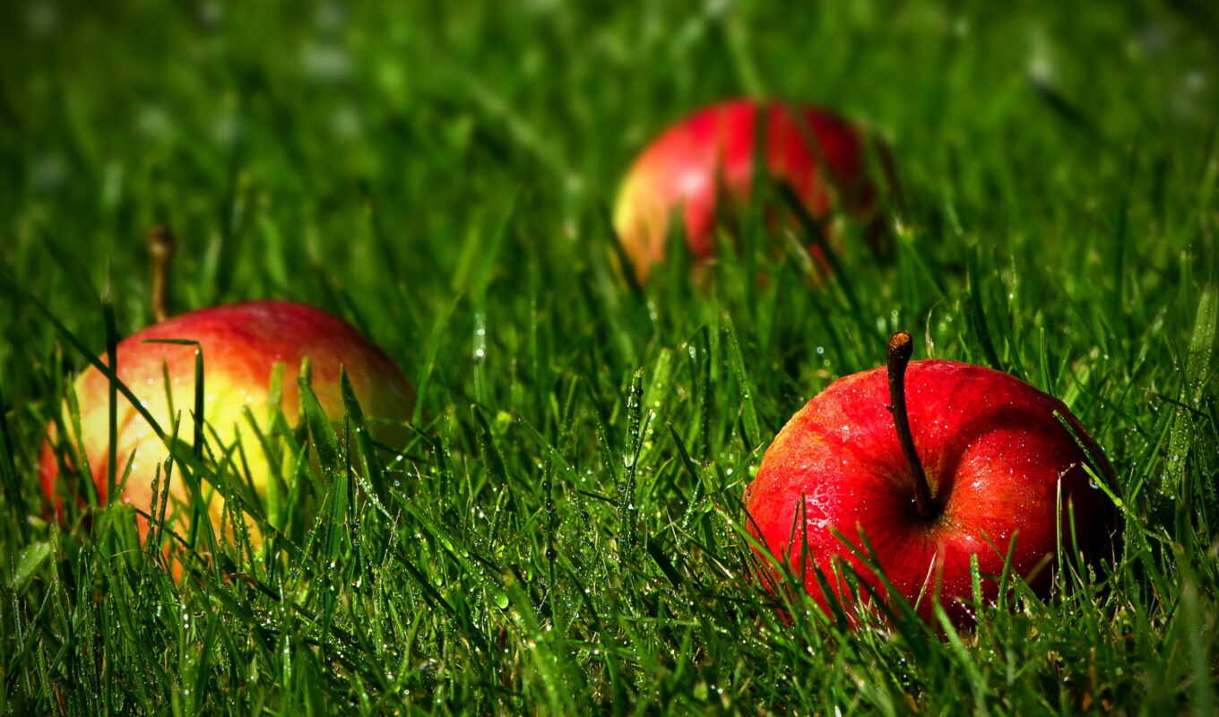 nature, drop, apple, grass, fetus