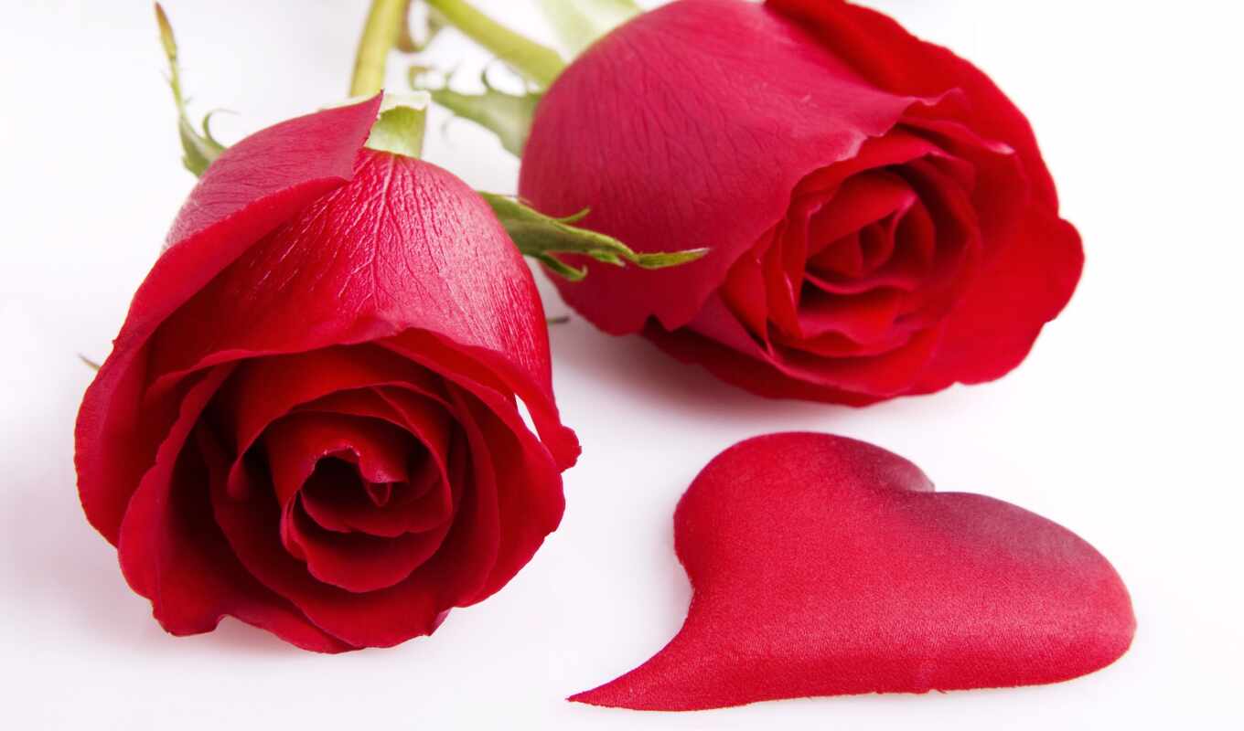 роза, red, see, flowers, день, roses