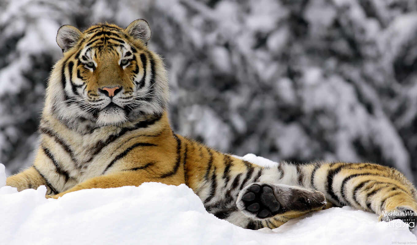 beautiful, winter, tiger, mashka