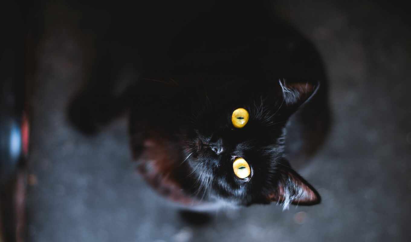 black, взгляд, свет, черная, кот, смотрит
