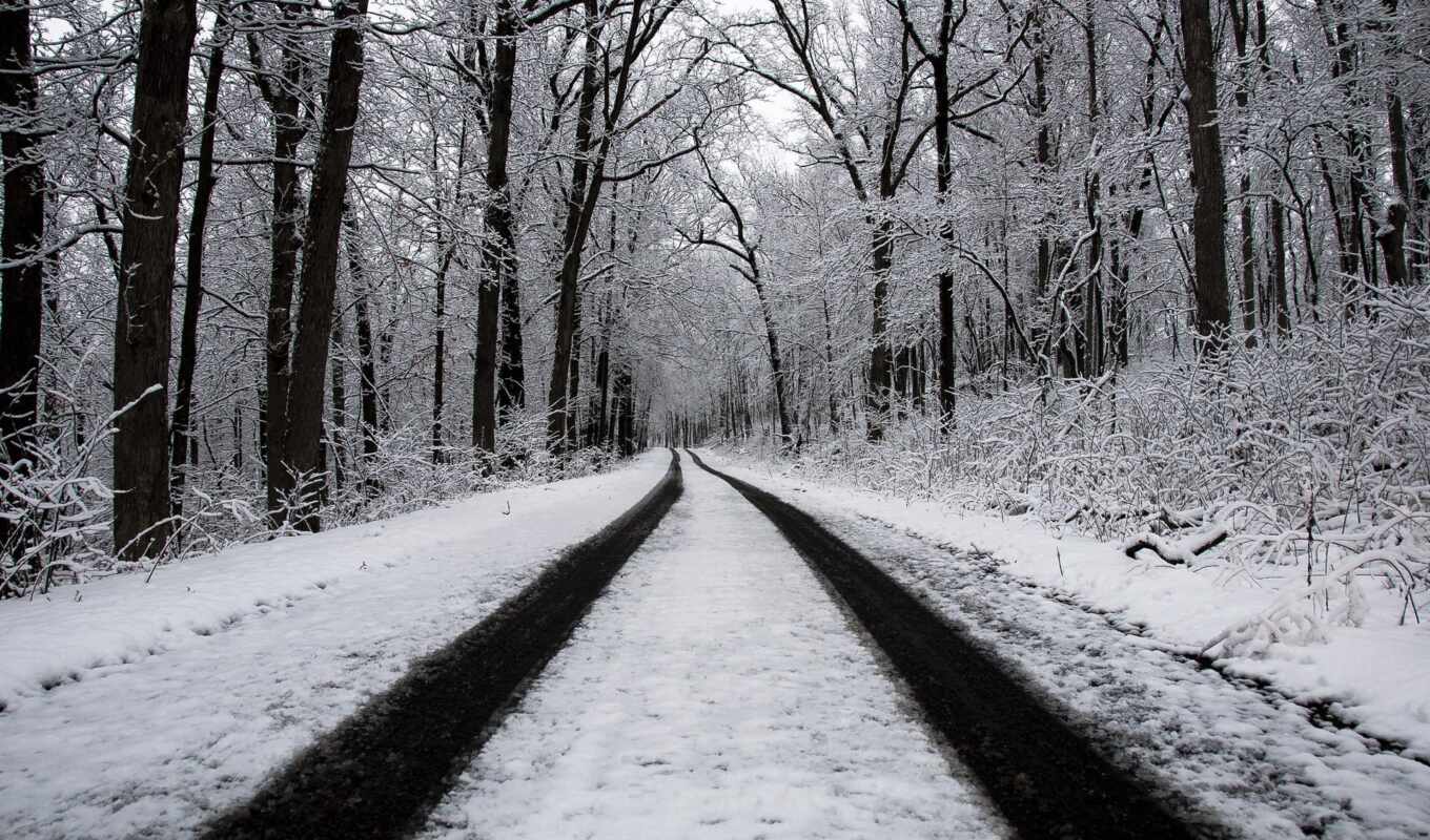 nature, macro, winter, forest, road, universal