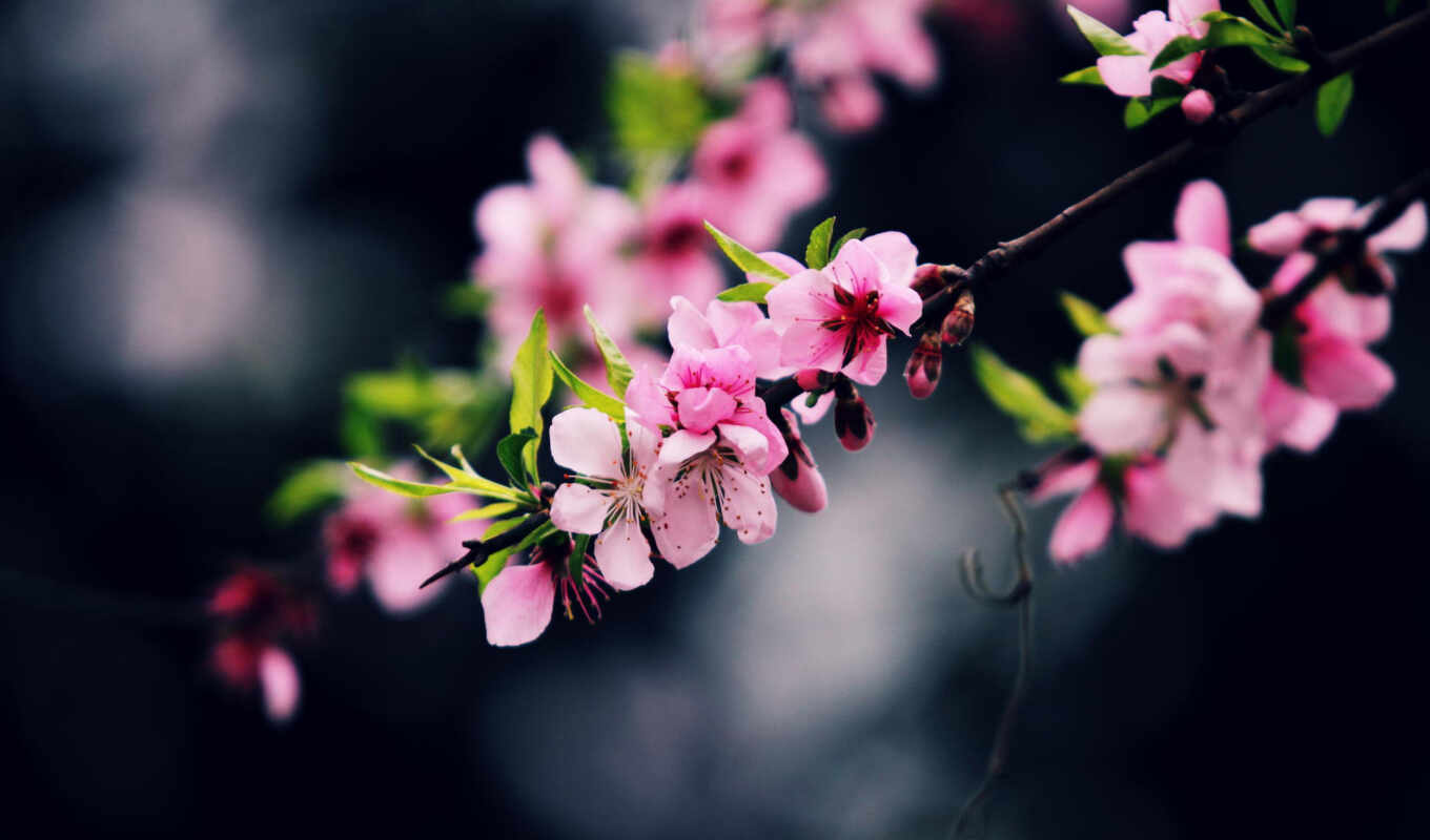 розовый, branch, весна, vũ, cvety