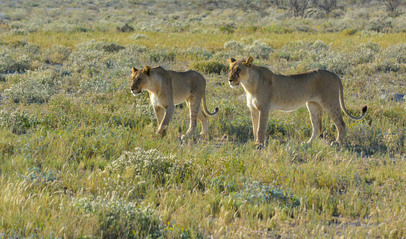 природа, lion, landscape, животные, саванна, animal, африка, namibia, львица, степь