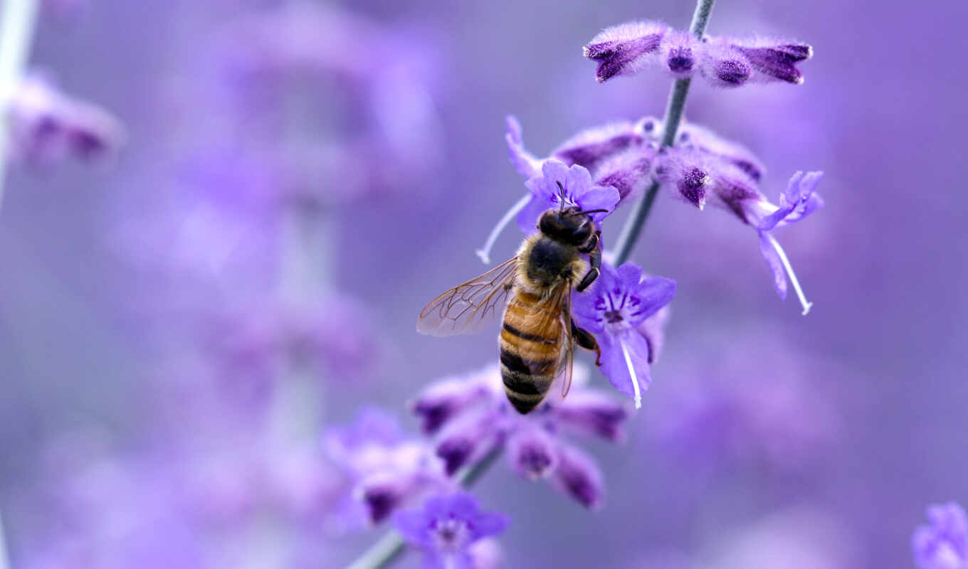 flowers, bee, purple
