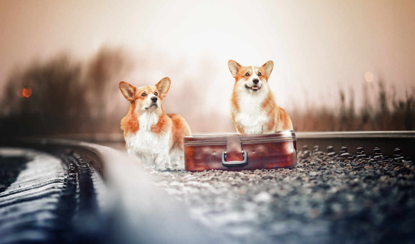 suitcase, couple, dog, two, welsh, corgi