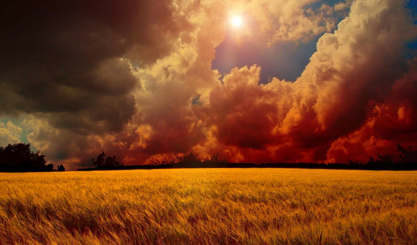 sky, sun, field, autumn, ears of corn, cloud