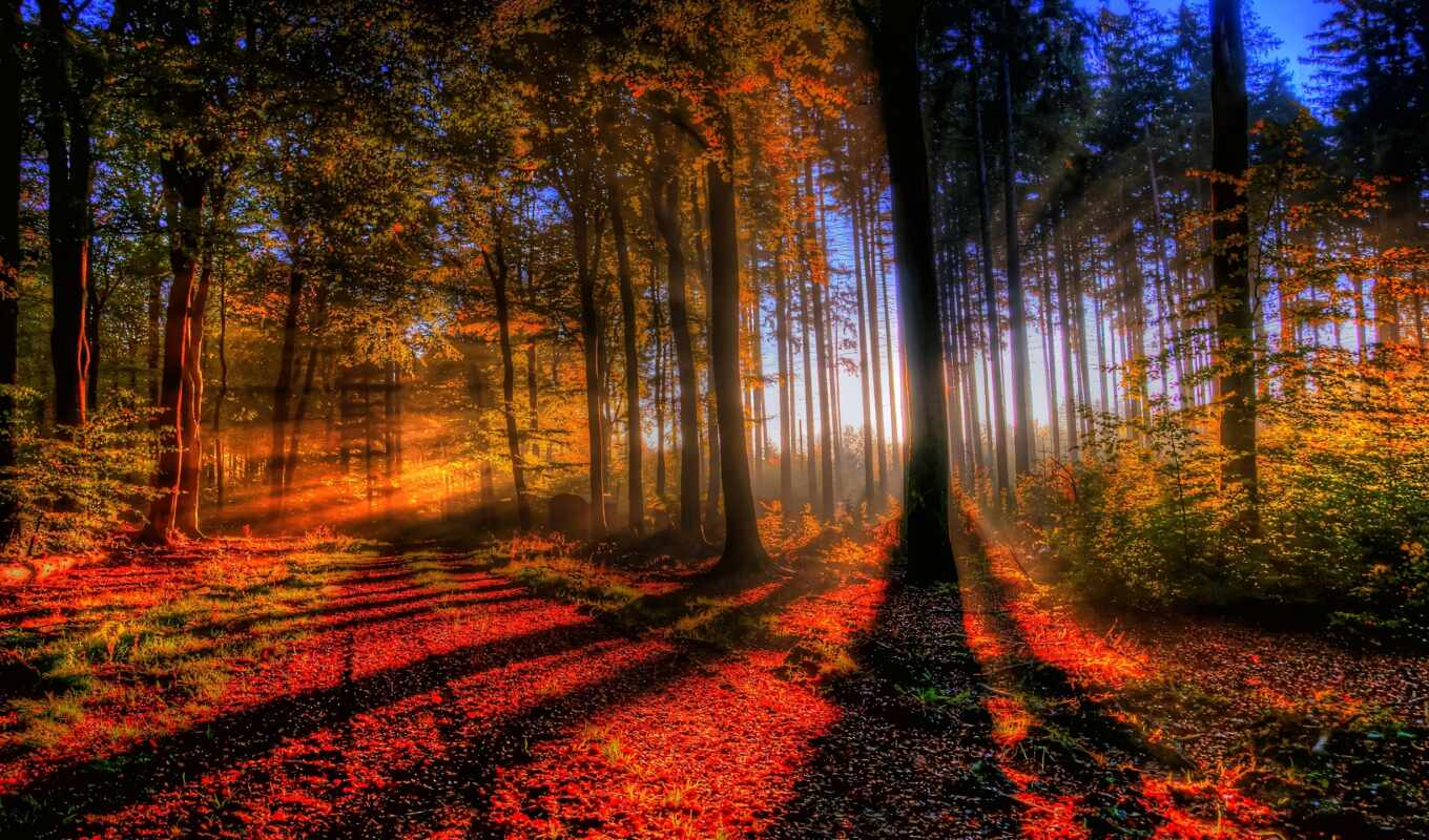 nature, ipad, light, sunset, forest, autumn, forest, trees