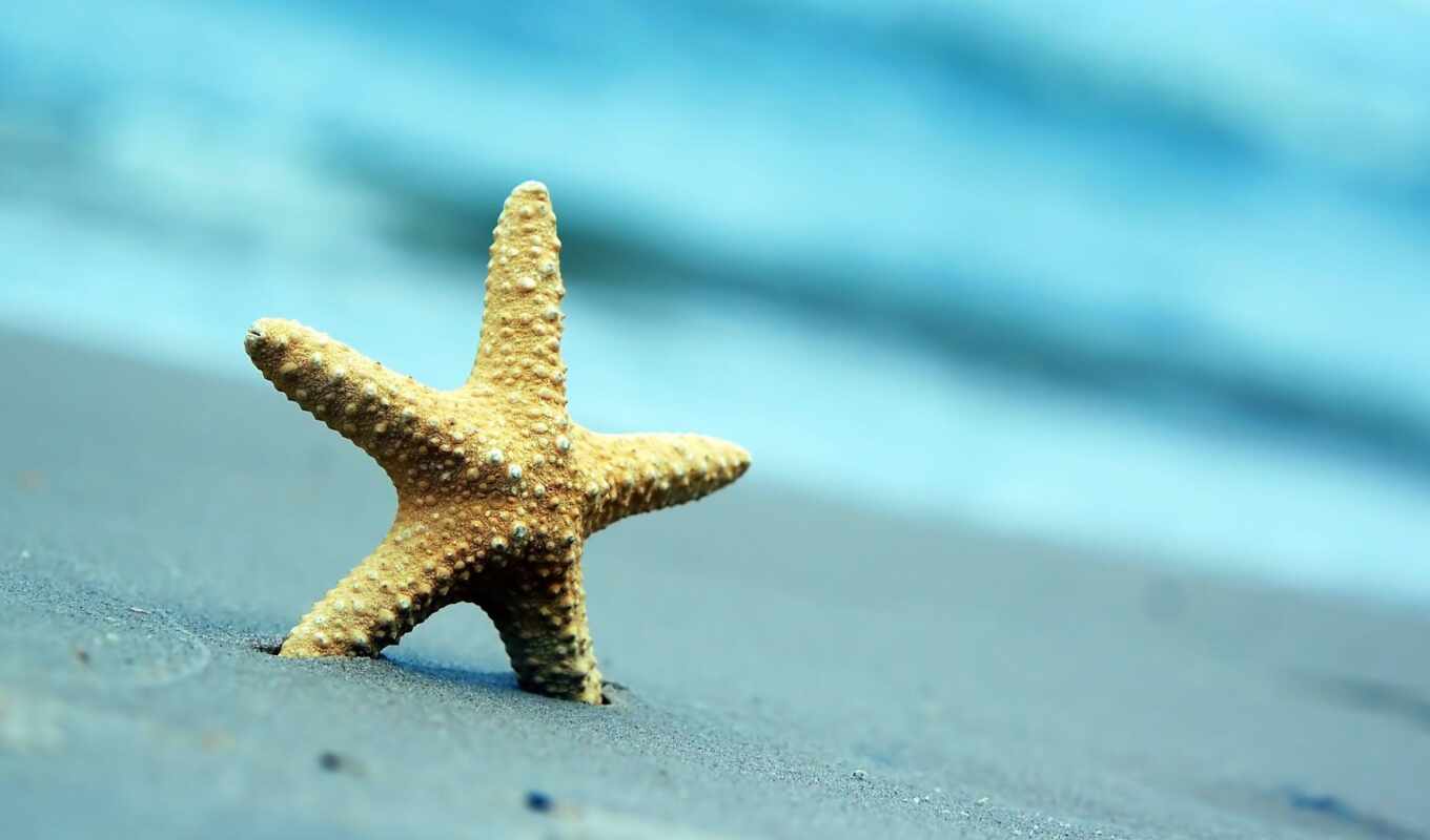 природа, summer, пляж, море, песок, морская, star, широкоэкранные, ракушки