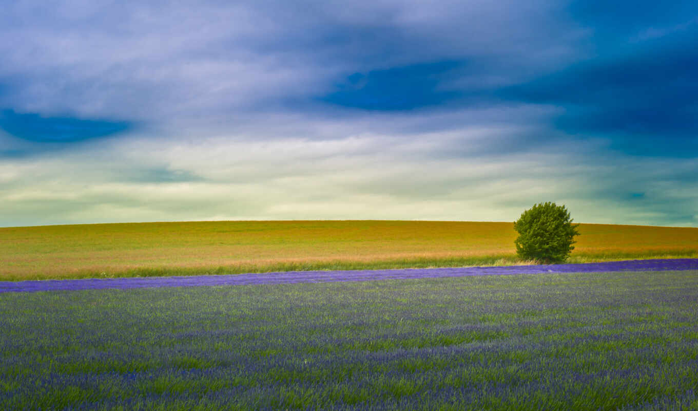 небо, совершенно, макро, поле, lavender, french, лавандовые, англии, margin, лавандовое