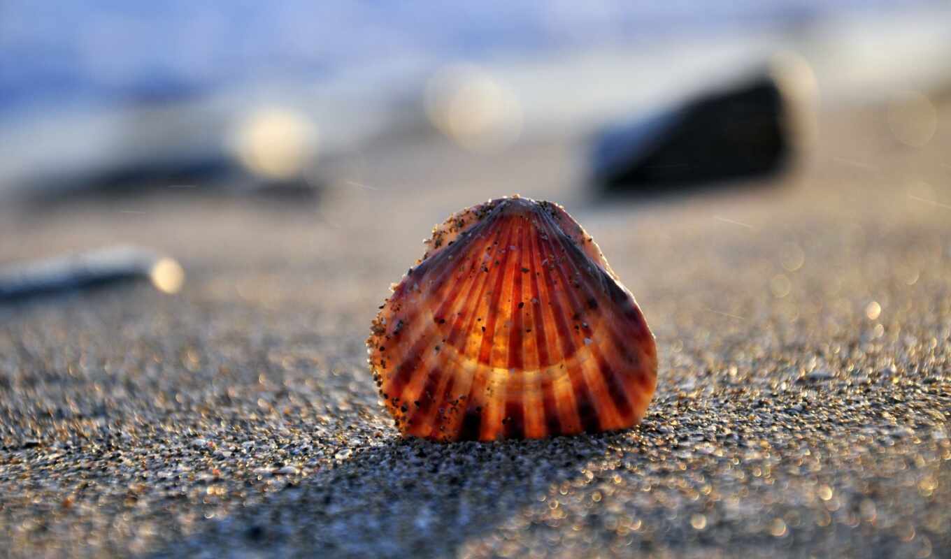 summer, shell, пляж, заставки, seashell, mahdia