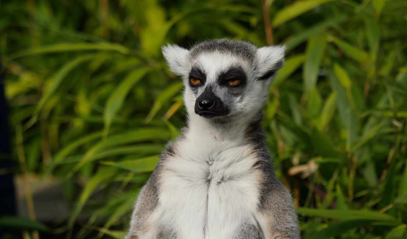 muzzle, ass, prima, living nature, calm, lemur