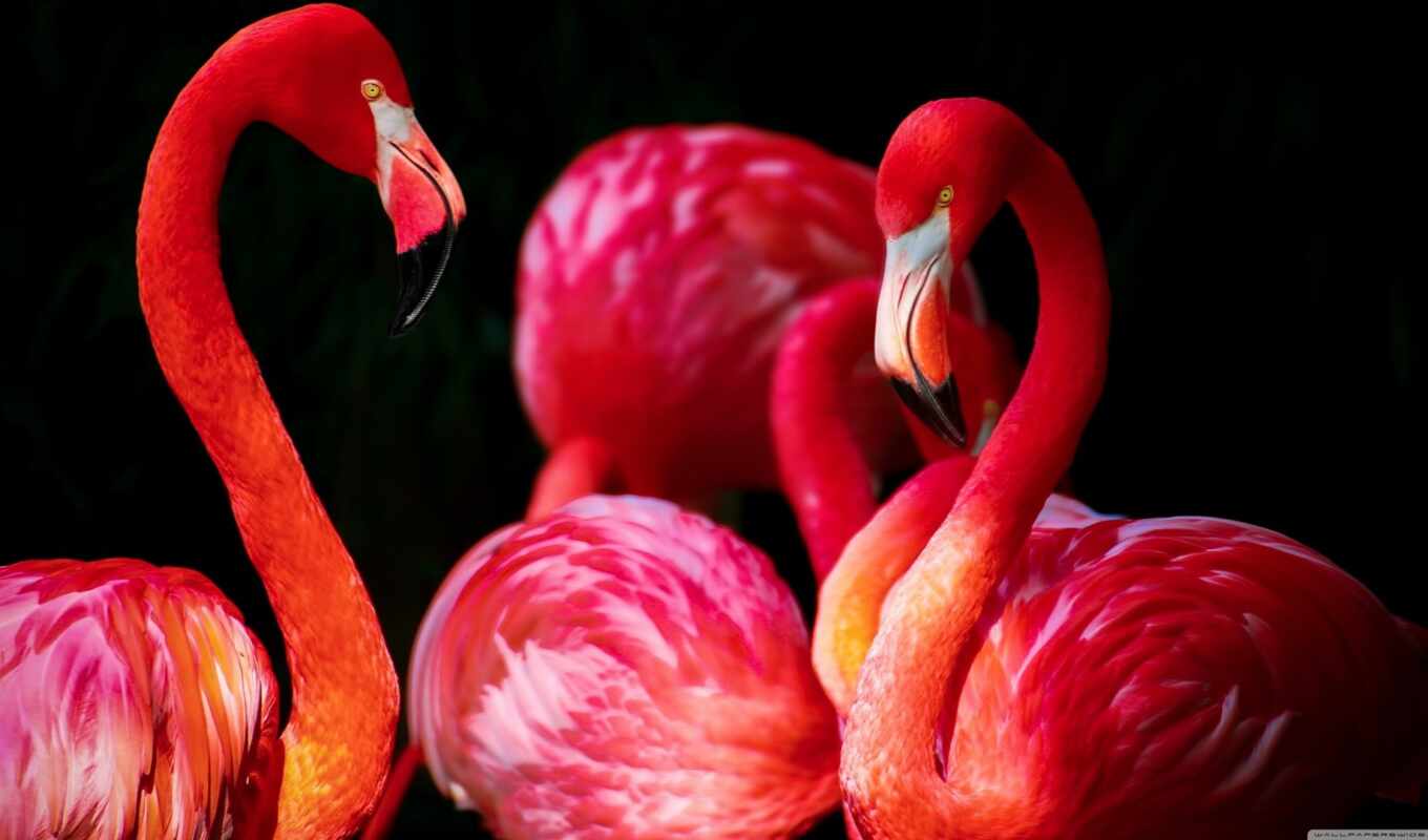 коллекция, птица, фламинго, розовый, красивый