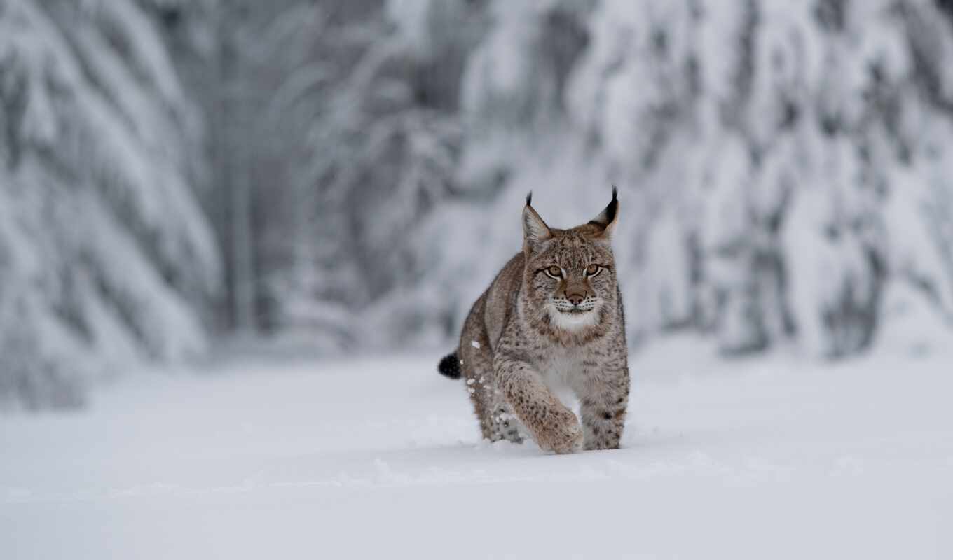 view, picture, tree, snow, winter, forest, cat, drift, lynx, bobcat