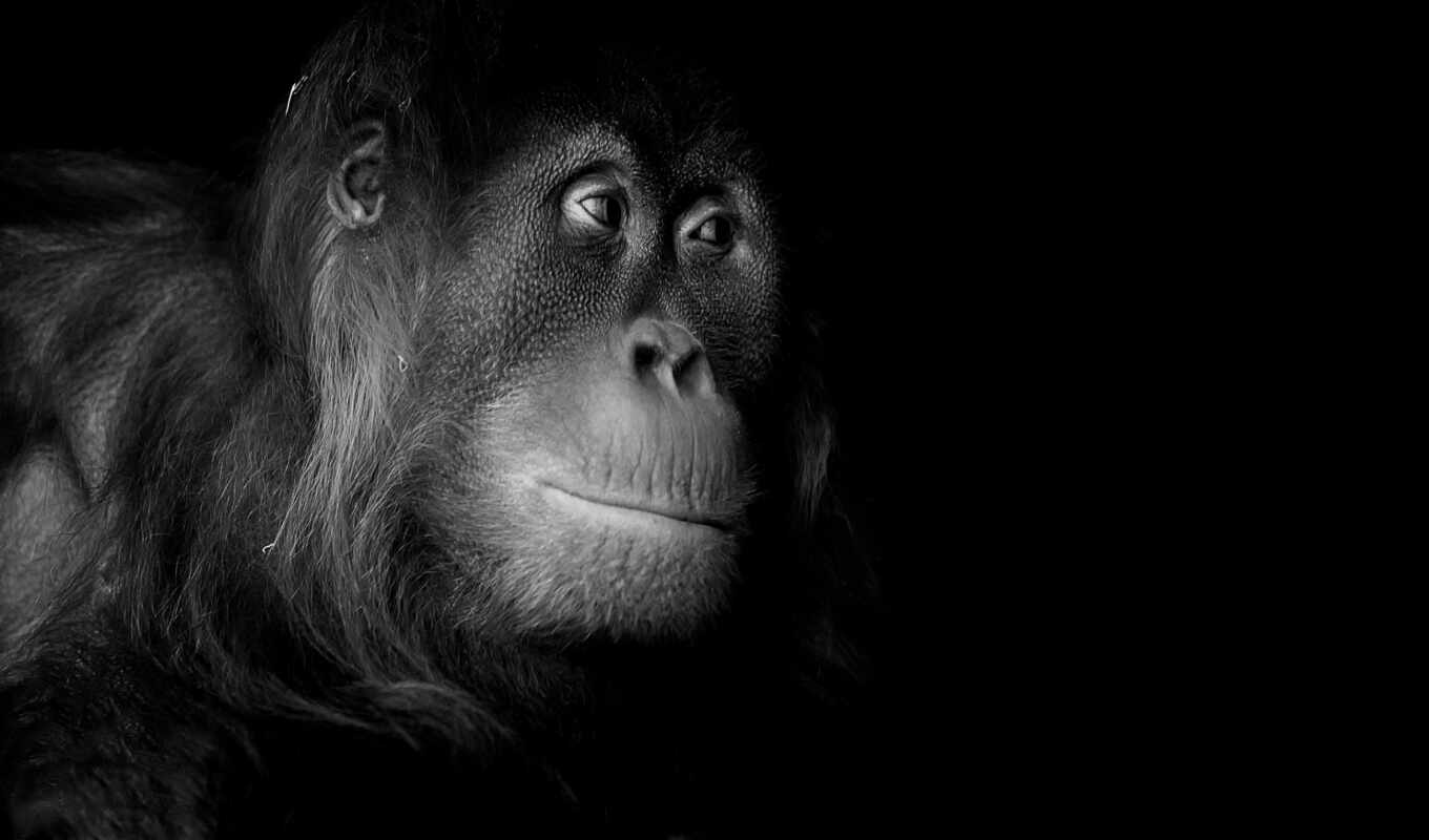 природа, portrait, обезьяна, шимпанзе, gorila