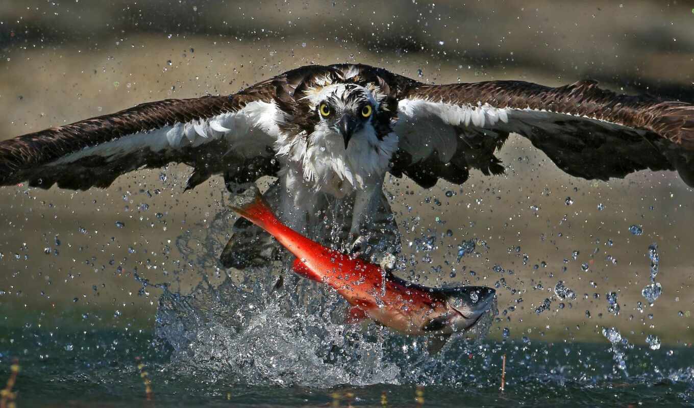птица, орлан, animal, fish, hawk, hunt, splash, osprey, prey, лосось