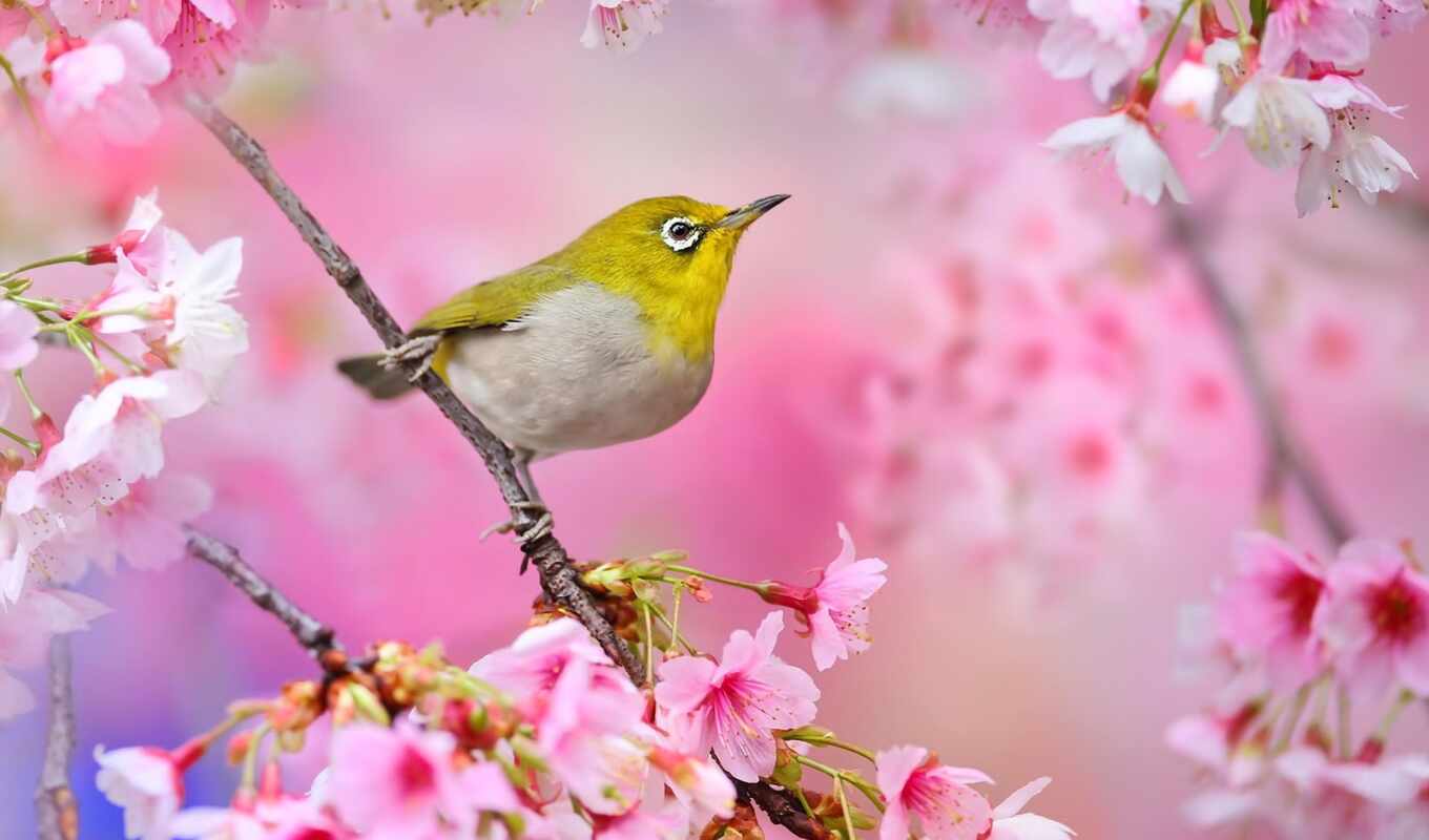 white, eye, japanese, bird, sakura