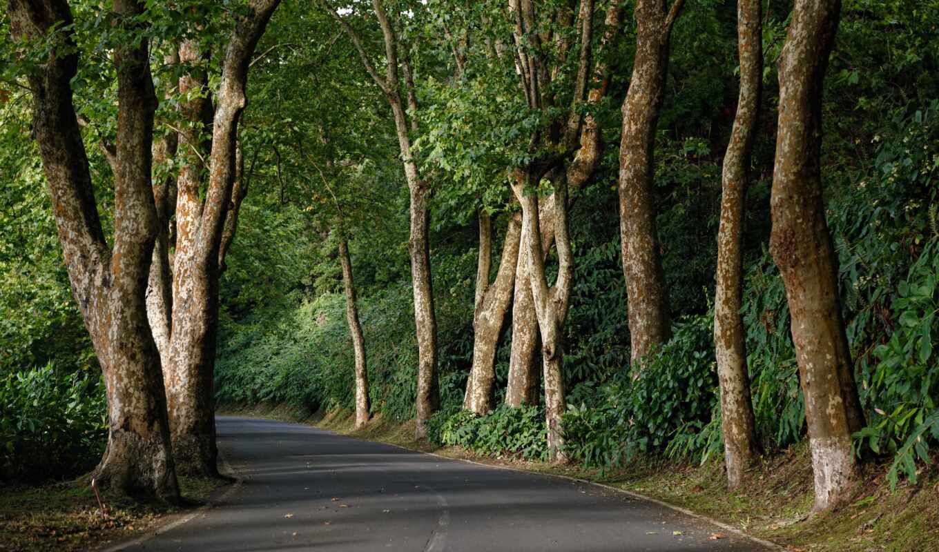 background, road, park, portugal, azores