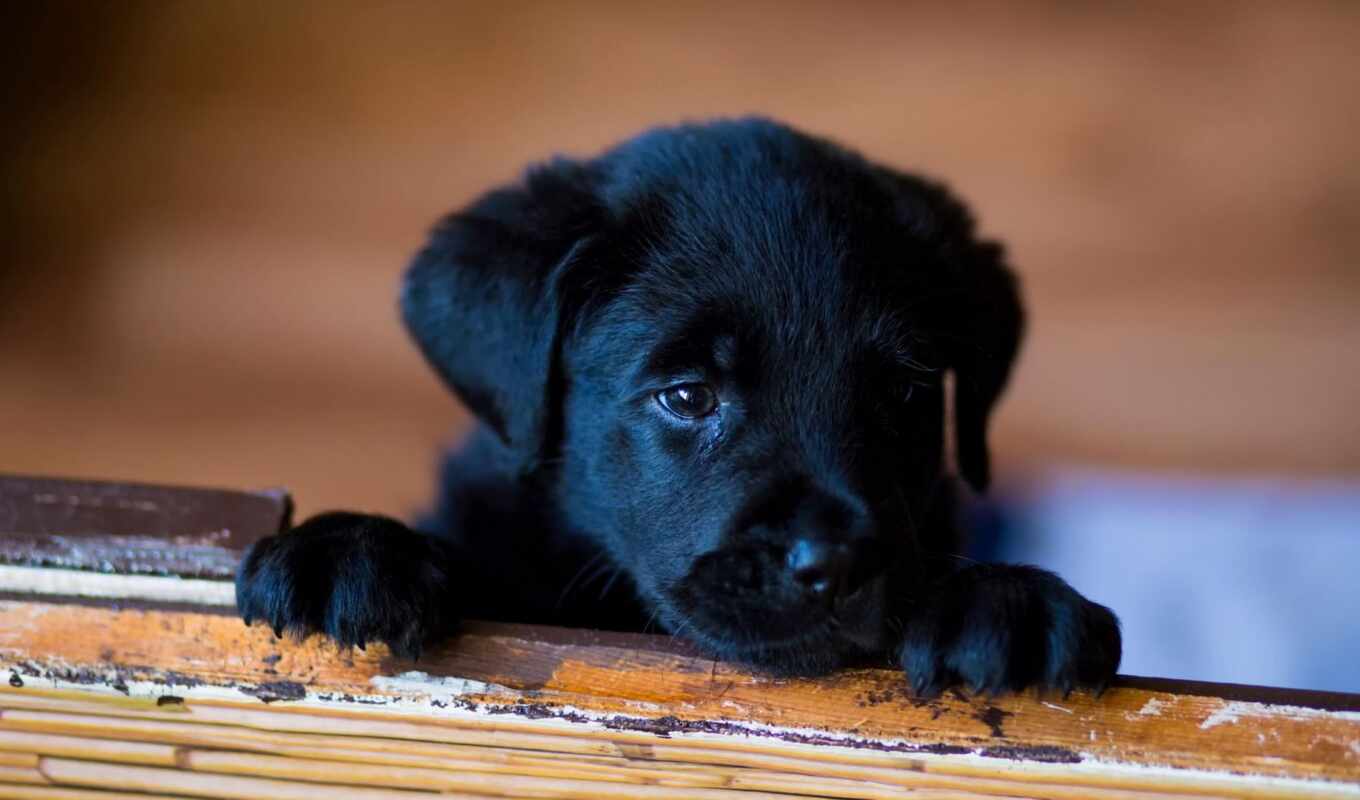 black, собака, щенок, labrador, retriever