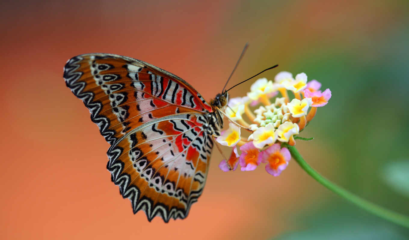 red, animals, butterfly, flower