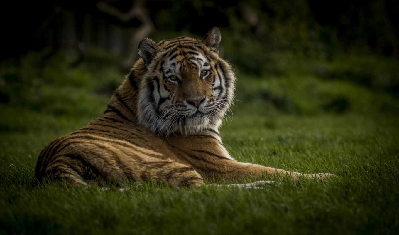 large format, grass, tiger