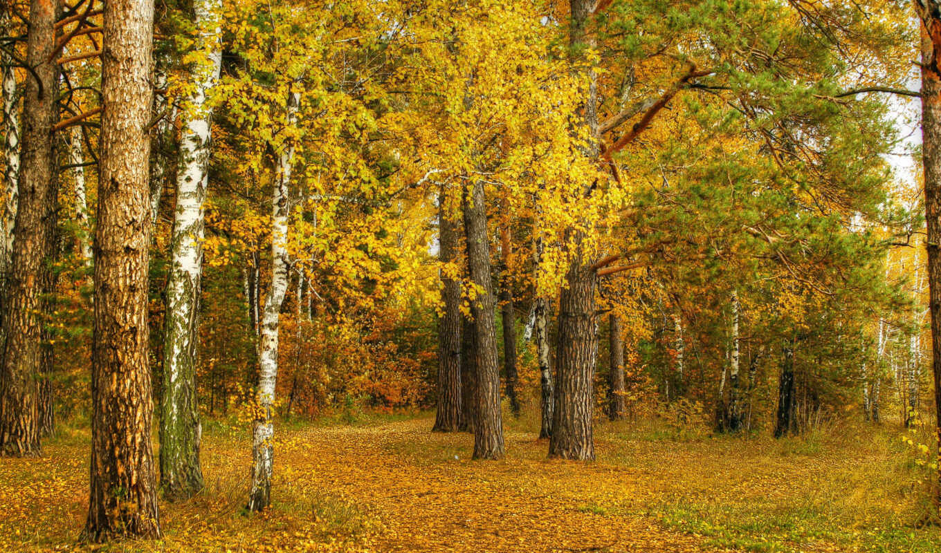 nature, tree, autumn, yellow, leaf, birch tree, fore