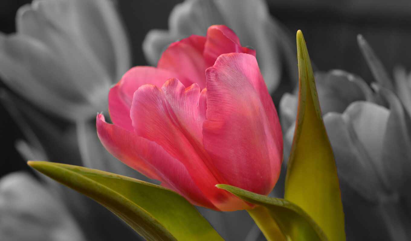 цветы, free, one, розовый, тюльпан