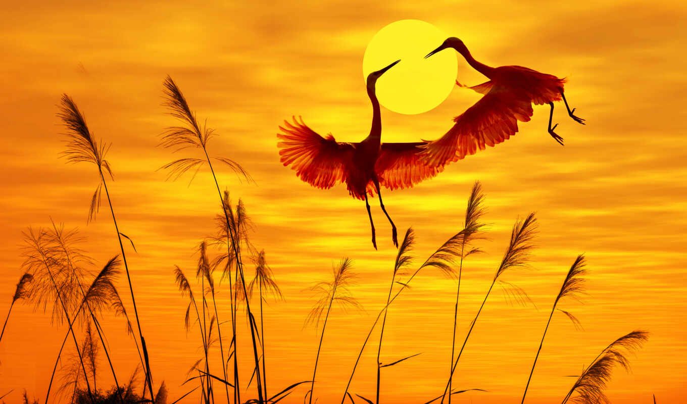nature, sky, picture, sun, light, sunset, bird, animal, fly, sunny
